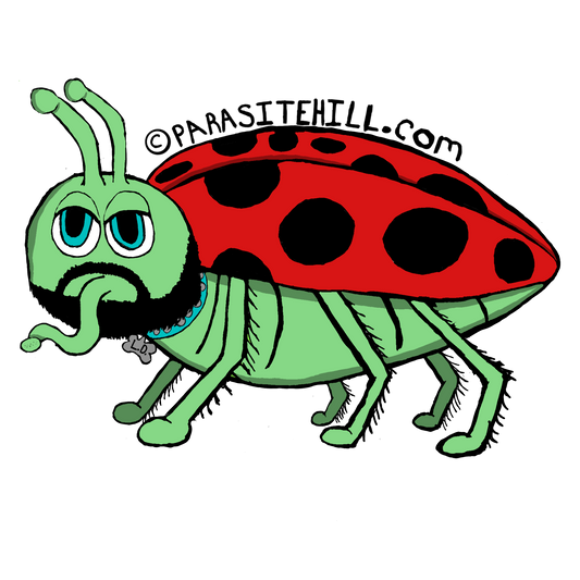 Coccinella servilis - The Bootlicker Beetle